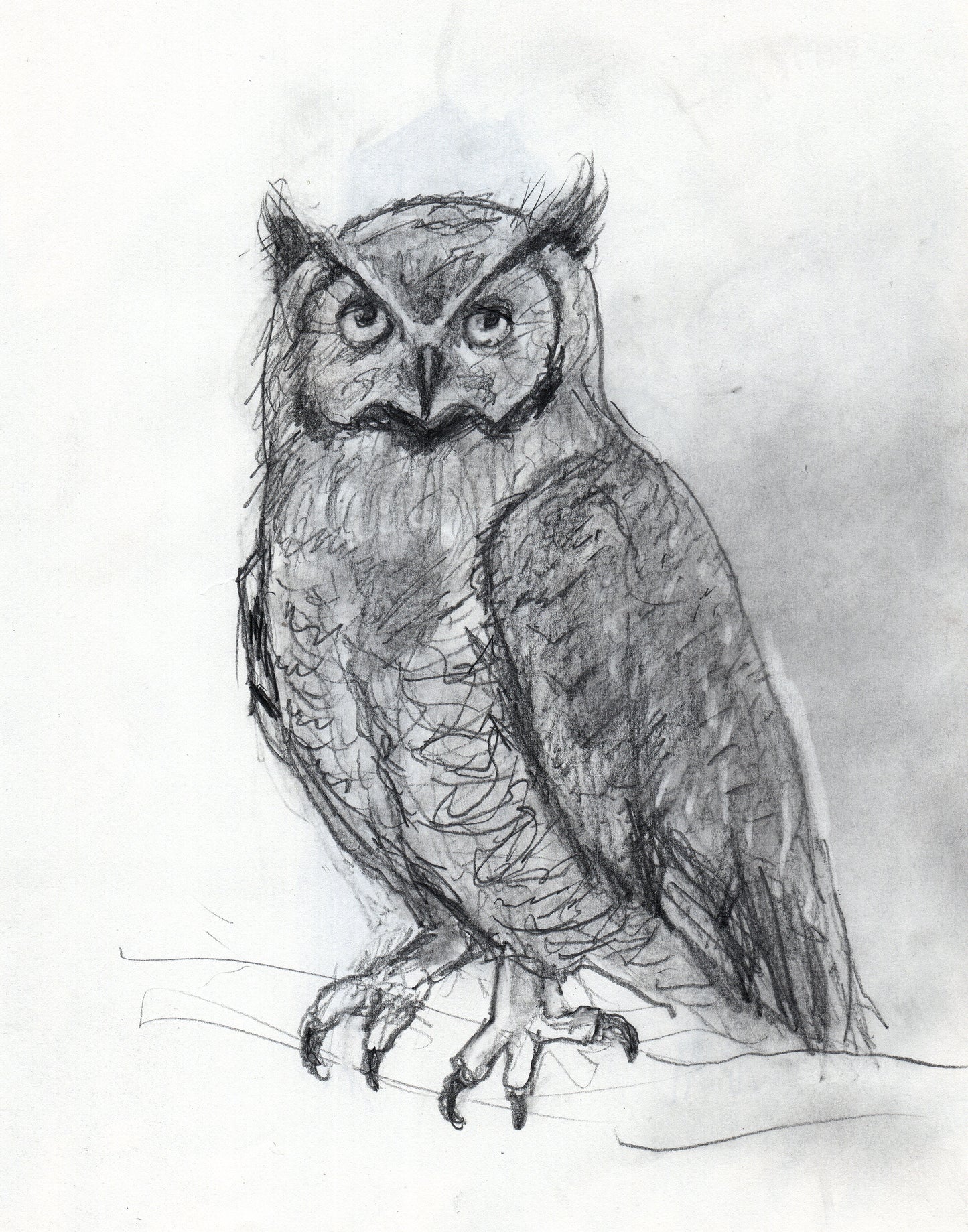 Owl Sketch Print